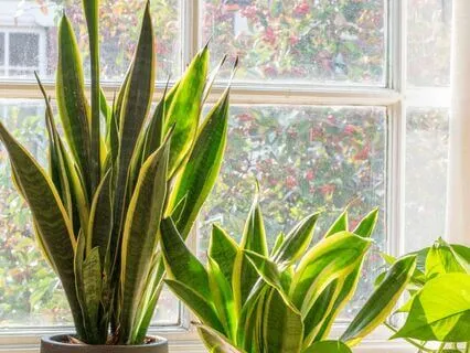 The Blessing of Simplicity