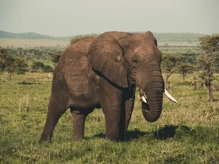 The Blind Men And The Elephant