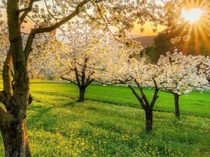 The Bloom: A Meditative Spring Poem