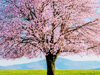 The Blooming Beings: Remembering Who You Are