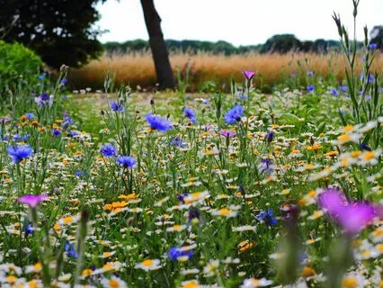 The Blooming Garden Guided Imagery With Affirmations