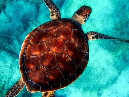 The Body As A Mirror: What Symptoms Reveal