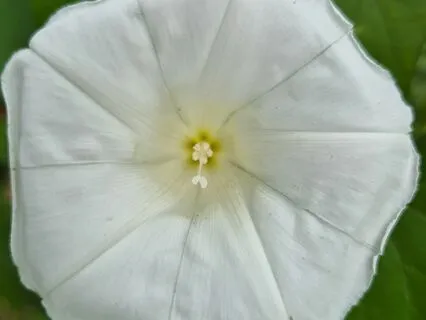 The Body Of The Buddha Dharma Is The Entire Universe