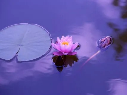 The Body’s Whisper: Listening To Your Inner Healer