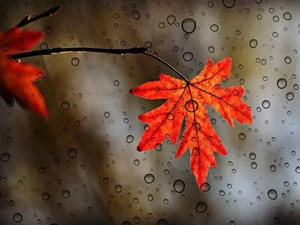 Body Scan - Session 3