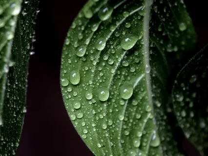 The Body Scan: The Gift Of Being Here