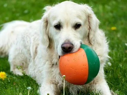 The Bouncible Ball, Part Two