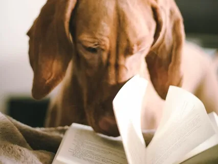 The Brain As Storyteller