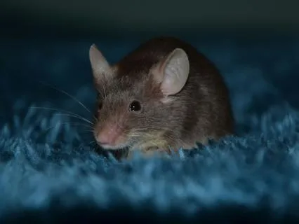 The Brave Mouse And The Big Adventure