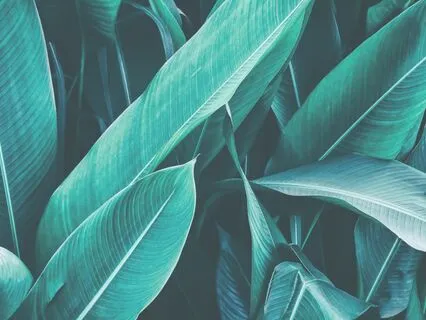 The Breath: Cleanse & Reset Your Body