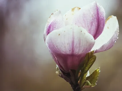 The Breath Is Your Home