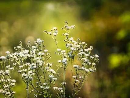 The Breath Of Presence