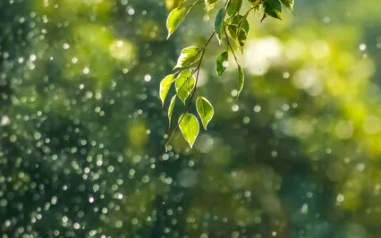 A Journey Of Peace And Tenderness