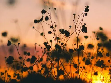 The Breath: Fall Asleep Naturally