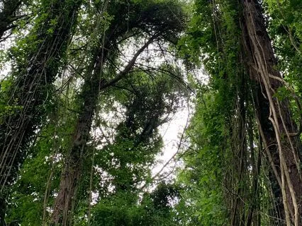 The Breathing Space With Compassionate Breathing