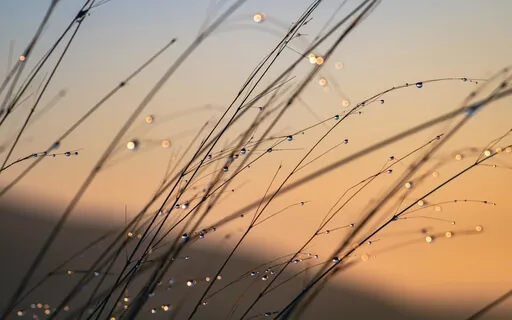 The Buddha Way: Embrace The New Day