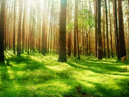 The Building Blocks Of Life - Part 1 (528Hz)