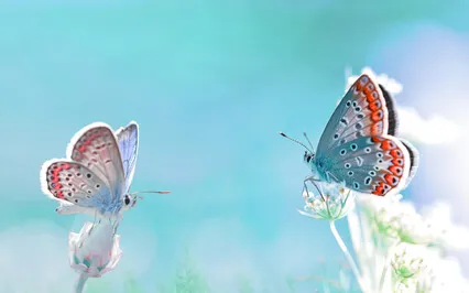 The Butterfly Dance Mix 2