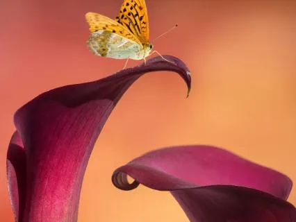 The Butterfly Dream: A Taoist Story For Reflection