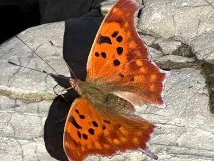 The Butterfly Effect - Small Actions, Infinite Ripples