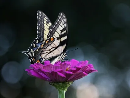 The Butterfly Of Transformation