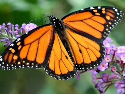 The Butterfly's Journey (Meditation Sleep Story)