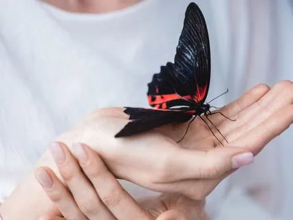 The Butterfly The Woman And The Tree Short Parable.