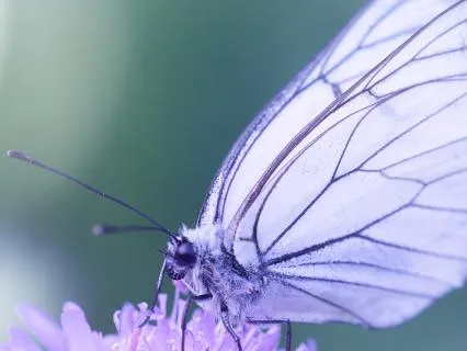 The Butterfly Within: A Healing Practice