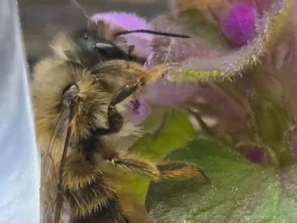 The Buzz On Resilience