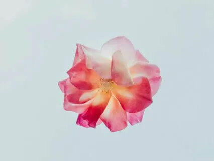 The Byte: Melanie Serrano ~ A Basketful Of Miracles