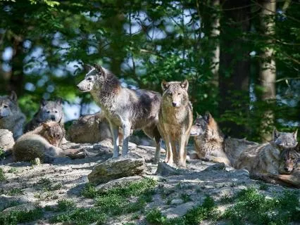 The Call Of The Pack