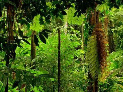 The Call Of The Rainforest: Nature’s Prana