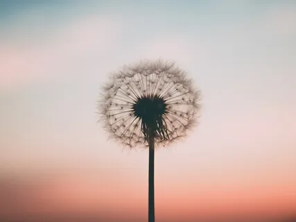 The Calling Of Peace