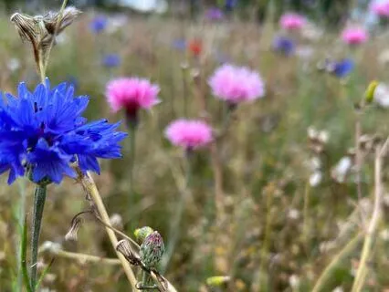 The Calm Beyond The Mist - August 1st