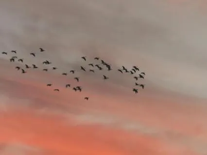 The Calm Within | Deep Healing Sounds for Total Relaxation