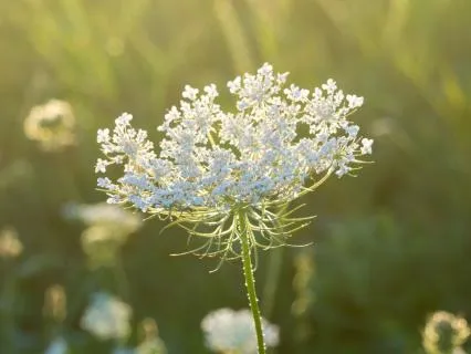 The Calming Bliss Frequency