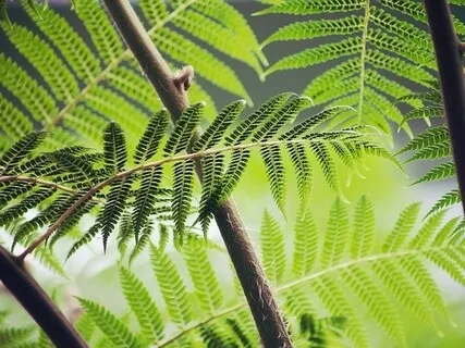 The Calming Coin: Anxiety Release. 