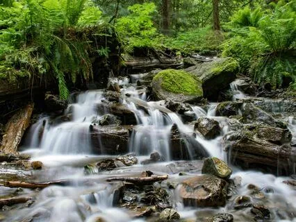 The Calming Flow Of A Babbling Brook
