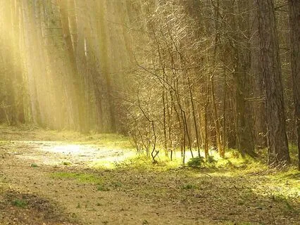 The Camping Book, A Sleep Story