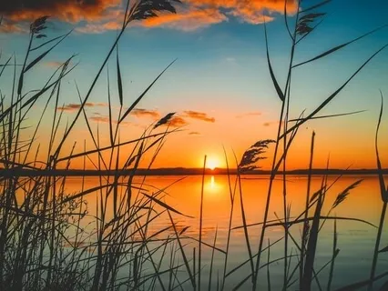 The Carnival Of The Animals, R. 125: XIII. The Swan (Saint-Saëns)