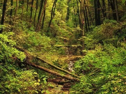 The Case Of The Missing Tail: A Winnie-The-Pooh Sleep Story