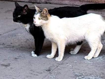 The Cat's Elopement