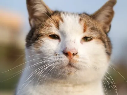The Cat Who Became Head Forester