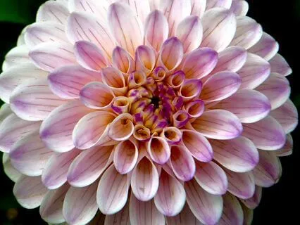 The Cathedral of Flowers