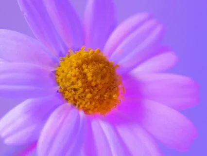 The Center – Connecting With The Divine Inside