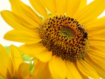 The Chakra Of Transformation