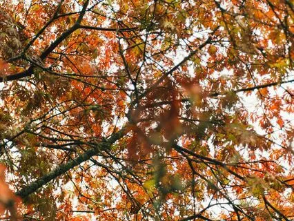 The Characteristic Of Dissatisfaction