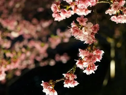 The Cherry Blossom Train | Relaxing Story For Sleep