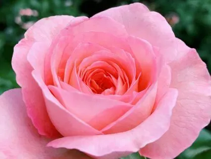 The Child Within:  A Tender Journey Of Love & Reconnection