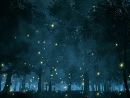 Sleep Story | The Woods